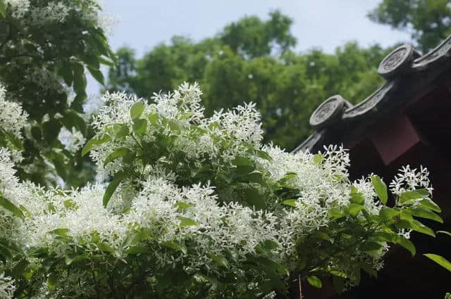 错过再等一年！仙山古刹华严寺，百年流苏花盛开