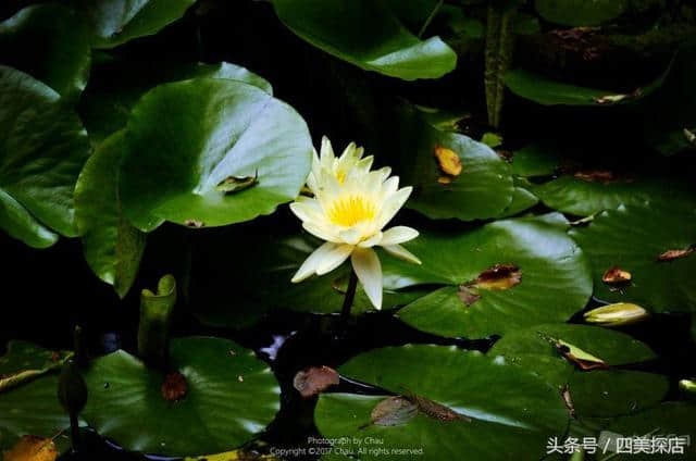 蜀之根源望丛祠—荷花盛开的时节，超多美图！重点是不要门票！