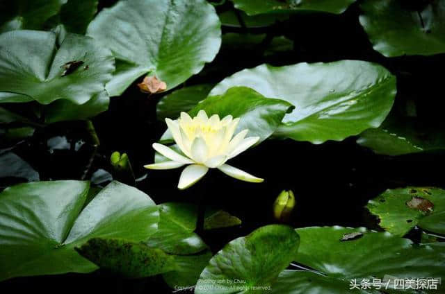 蜀之根源望丛祠—荷花盛开的时节，超多美图！重点是不要门票！