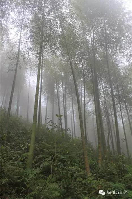 天了噜，《卧虎藏龙》《西游记》都在南平这座宝山里取景过！