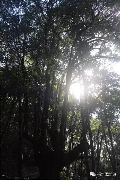 天了噜，《卧虎藏龙》《西游记》都在南平这座宝山里取景过！