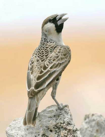 这种体形如麻雀的小鸟，是天生的建筑师，建的鸟巢重约900公斤