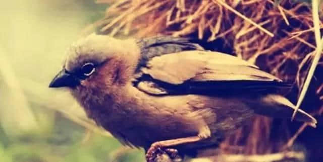 世界上最大的鸟巢，存在一个世纪之久，重达1吨能住500只鸟