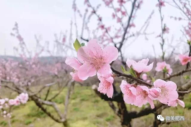 【悦读】太美了！肥西这些地方春景美如画（内含高清大图）