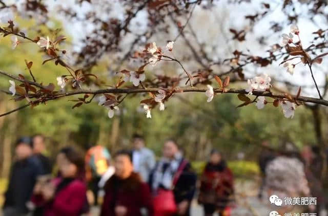 【悦读】太美了！肥西这些地方春景美如画（内含高清大图）