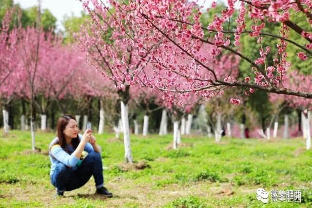 【悦读】太美了！肥西这些地方春景美如画（内含高清大图）