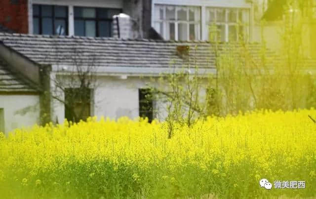 【悦读】太美了！肥西这些地方春景美如画（内含高清大图）