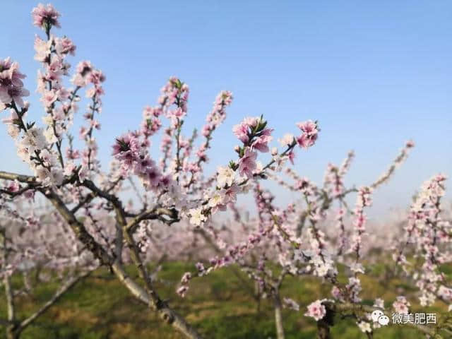 【悦读】太美了！肥西这些地方春景美如画（内含高清大图）