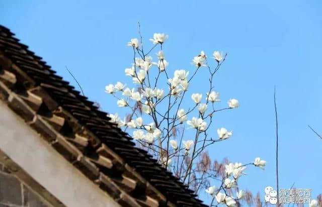 【悦读】太美了！肥西这些地方春景美如画（内含高清大图）