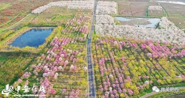 【悦读】太美了！肥西这些地方春景美如画（内含高清大图）