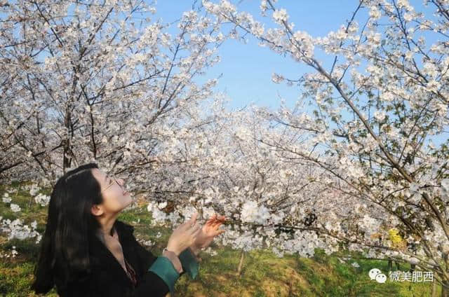 【悦读】太美了！肥西这些地方春景美如画（内含高清大图）