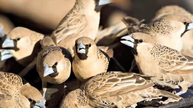 世界上最大的鸟巢，重达1吨住着500多只鸟，已有100多年的历史！