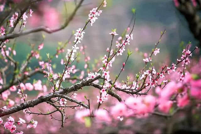 花朝节丨一个被世人遗忘的节日，却是一年中最美的日子