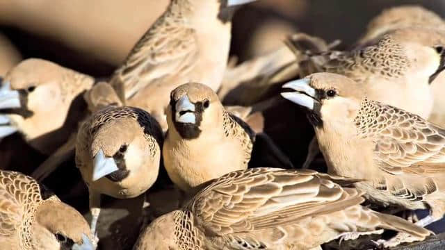 世界上最大的鸟巢，重达一吨，里面被分成好多房间，能住500只鸟