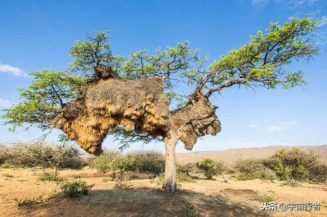 这种鸟与麻雀一样小，但建的鸟巢却重达1吨，100多只共同生活