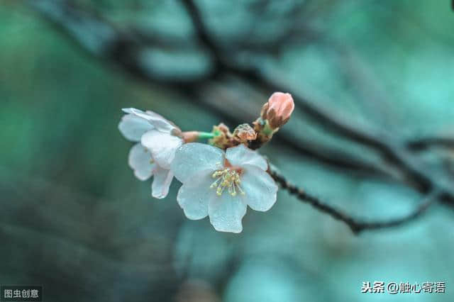 鸟有鸟语，虫有虫鸣，花开花谢，各有不同