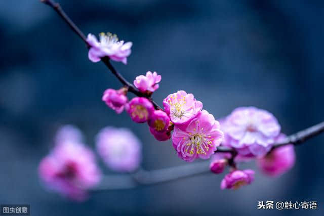 鸟有鸟语，虫有虫鸣，花开花谢，各有不同