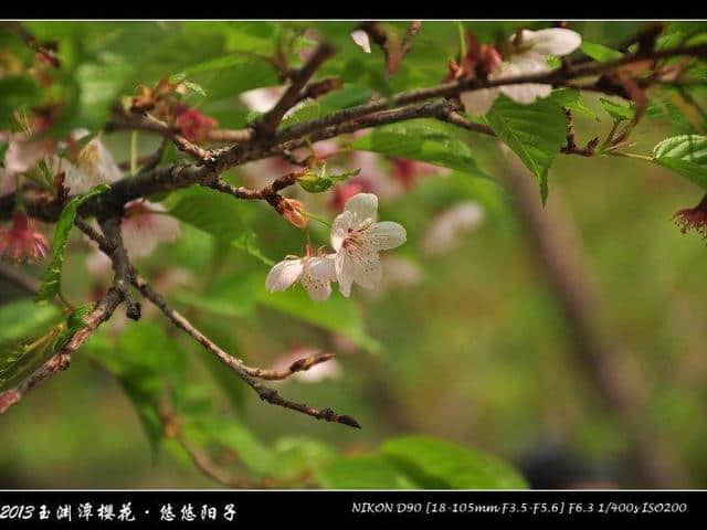 年年岁岁花相似、岁岁年年人不同