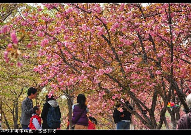 年年岁岁花相似、岁岁年年人不同