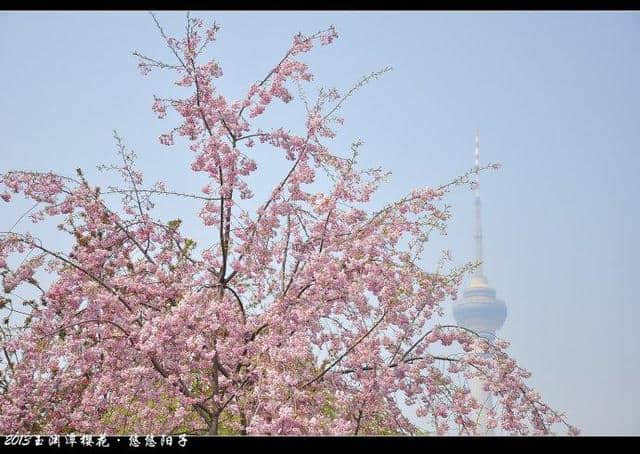 年年岁岁花相似、岁岁年年人不同