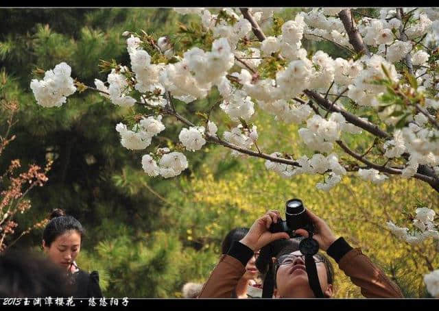 年年岁岁花相似、岁岁年年人不同