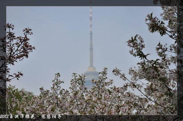 年年岁岁花相似、岁岁年年人不同