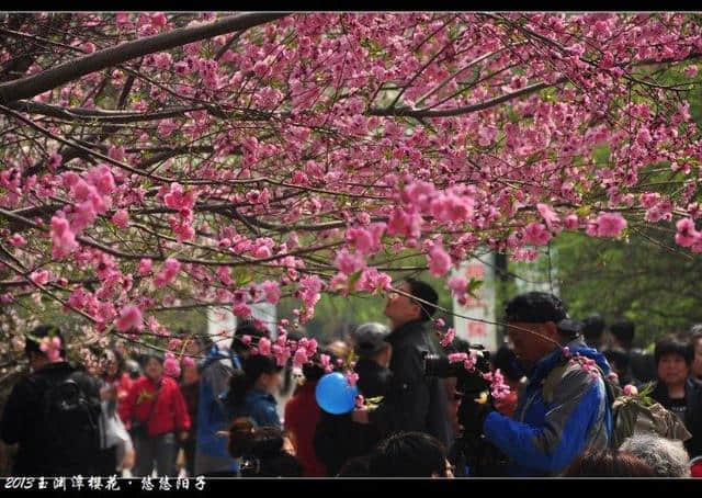 年年岁岁花相似、岁岁年年人不同