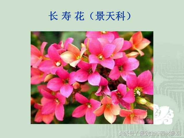 园林景观设计-花卉分类大全