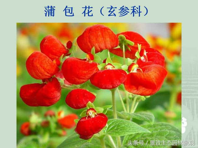 园林景观设计-花卉分类大全