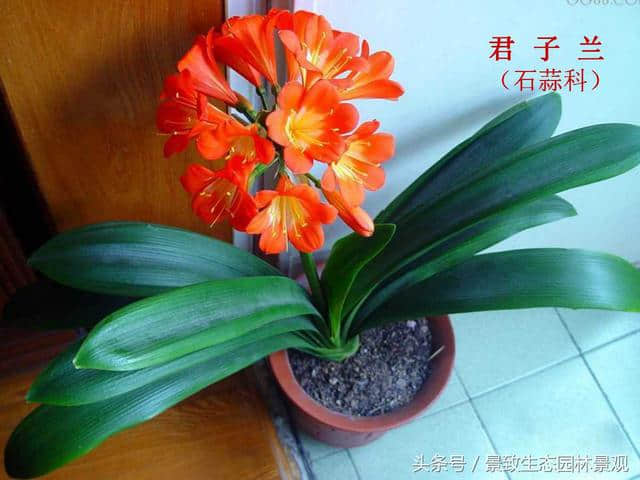 园林景观设计-花卉分类大全