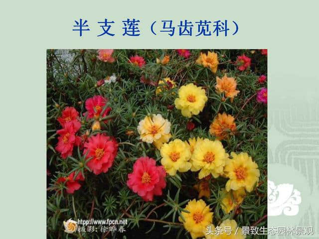 园林景观设计-花卉分类大全