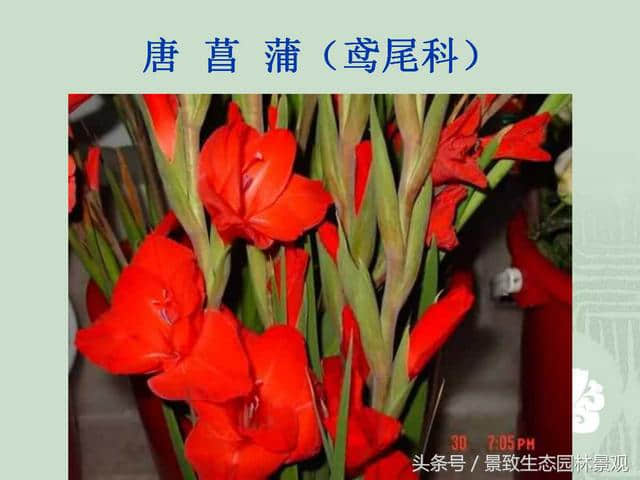 园林景观设计-花卉分类大全