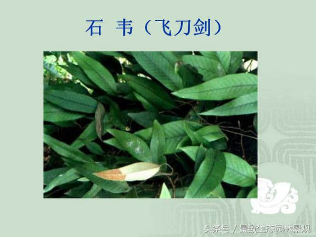 园林景观设计-花卉分类大全