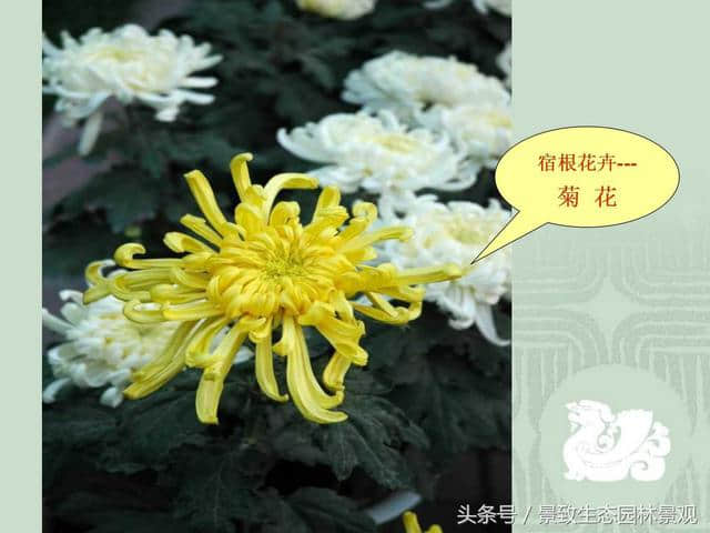 园林景观设计-花卉分类大全