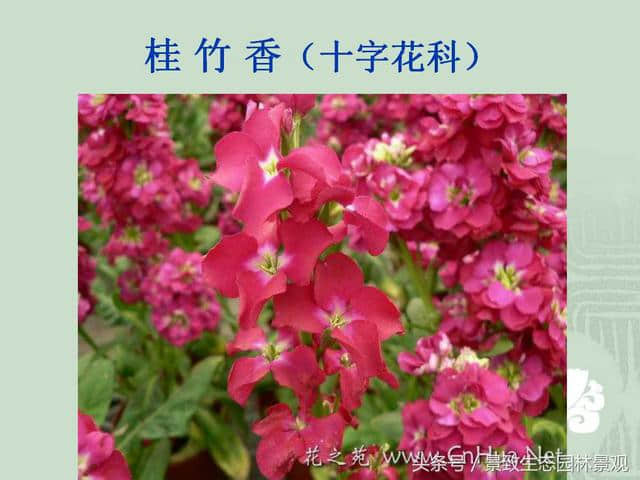 园林景观设计-花卉分类大全