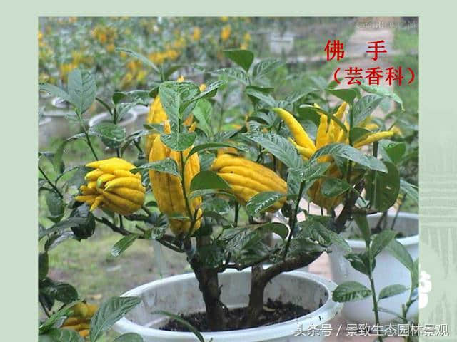 园林景观设计-花卉分类大全