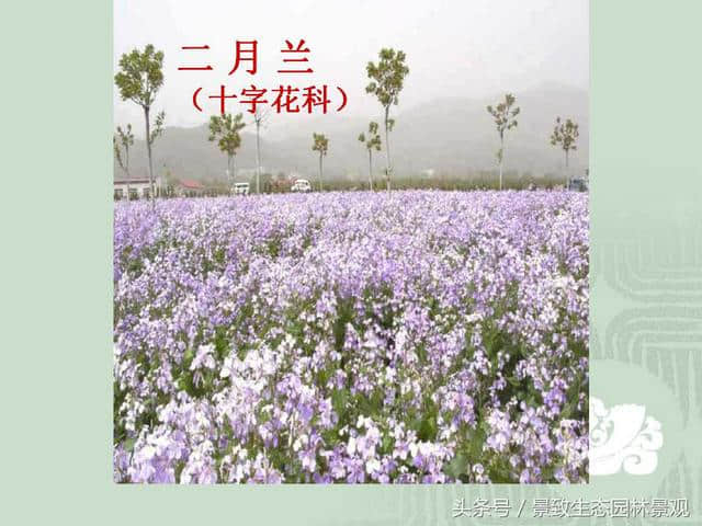 园林景观设计-花卉分类大全