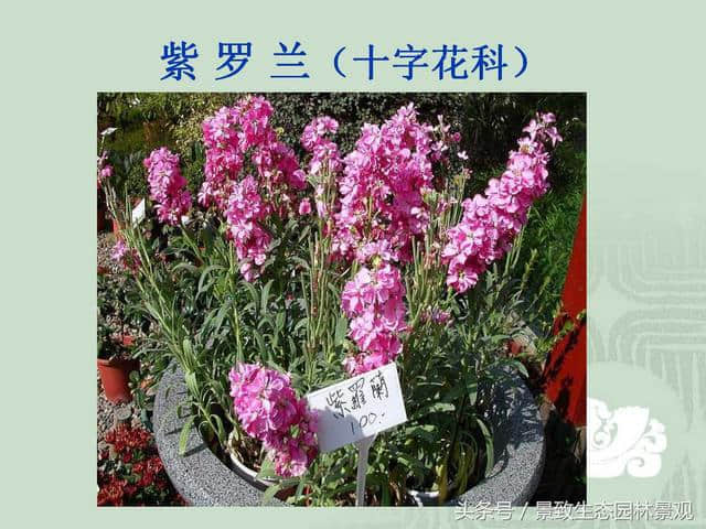 园林景观设计-花卉分类大全