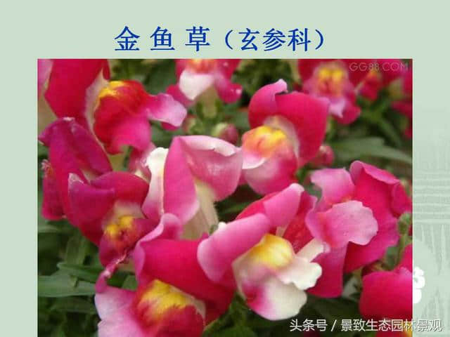 园林景观设计-花卉分类大全