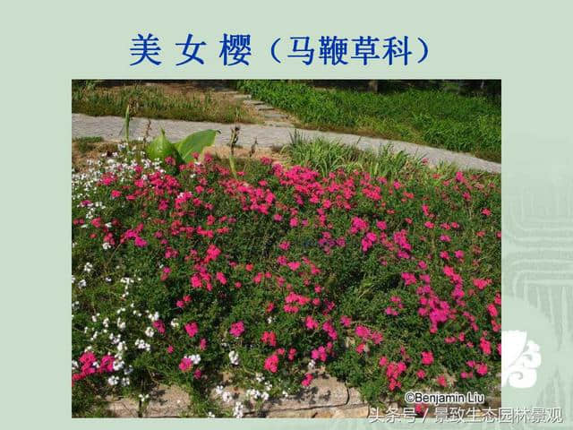 园林景观设计-花卉分类大全