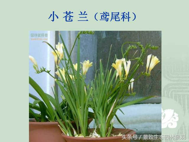 园林景观设计-花卉分类大全