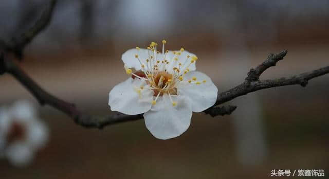 花的种类图片3