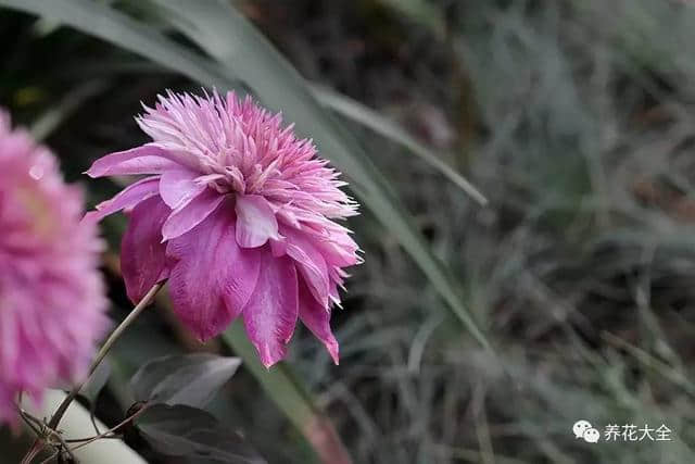 这6种花品种繁多还好看，不种它种啥！