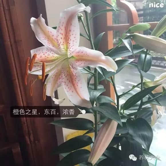 这6种花品种繁多还好看，不种它种啥！