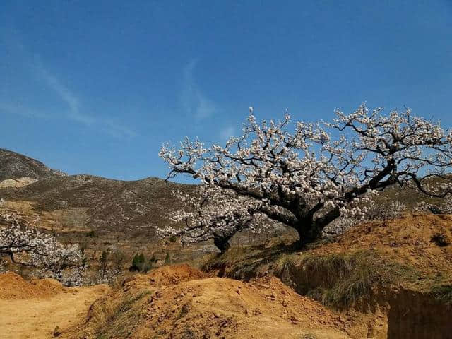 富平虎头山：又是一年春草绿，杏花仙子下凡尘！