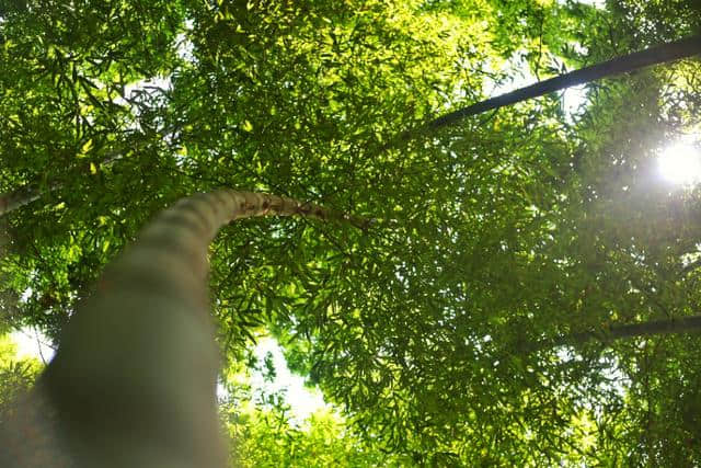 苏州旅游值得推荐的景区之―虎丘山风景区