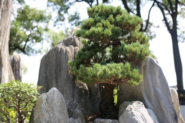 苏州旅游值得推荐的景区之―虎丘山风景区