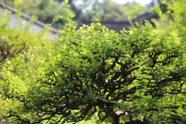 苏州旅游值得推荐的景区之―虎丘山风景区