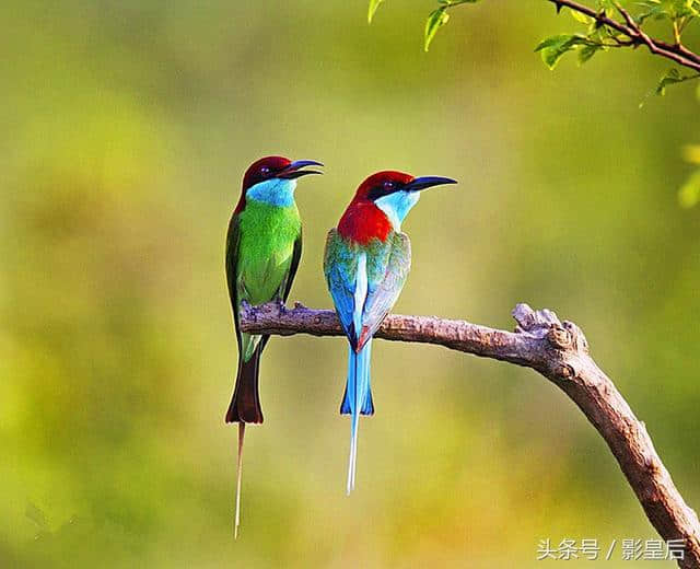 江碧鸟逾白，鸟鸣山更幽