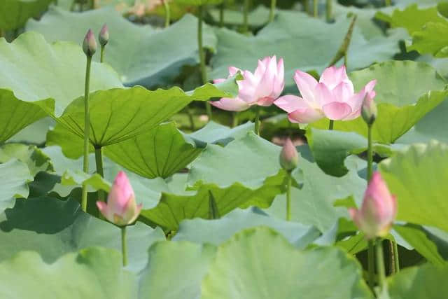 写《爱莲说》的周敦颐原来也喜欢到肇庆旅游！他常去的地方就是……